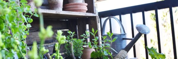Flere dyrker have på altanen – kom i gang med ekspertens bedste råd